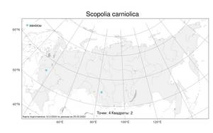 Scopolia carniolica, Скополия карниолийская Jacq., Атлас флоры России (FLORUS) (Россия)