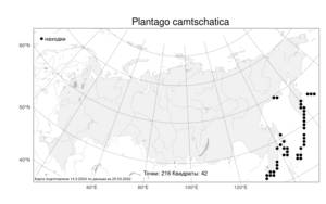 Plantago camtschatica, Подорожник камчатский Link, Атлас флоры России (FLORUS) (Россия)
