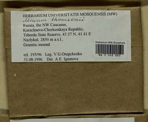 Mnium thomsonii Schimp., Гербарий мохообразных, Мхи - Северный Кавказ и Предкавказье (B12) (Россия)