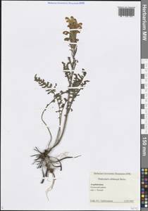 Мытник Сибторпа Boiss., Кавказ, Азербайджан (K6) (Азербайджан)