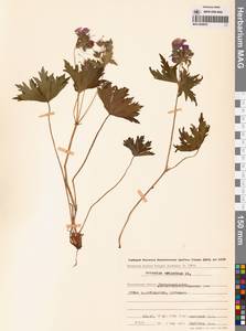 Герань волосистоцветковая DC., Сибирь, Чукотка и Камчатка (S7) (Россия)