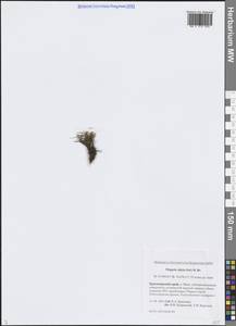 Фиппсия холодолюбивая (Sol.) R.Br., Сибирь, Центральная Сибирь (S3) (Россия)