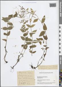 Кипрей горный L., Восточная Европа, Северо-Западный район (E2) (Россия)