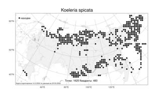 Koeleria spicata (L.) Barberá, Quintanar, Soreng & P.M.Peterson, Атлас флоры России (FLORUS) (Россия)