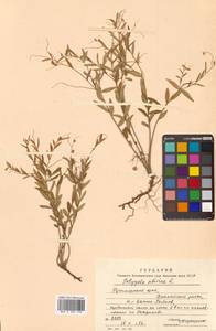 Истод сибирский L., Сибирь, Дальний Восток (S6) (Россия)