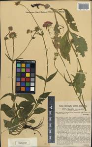 Knautia drymeia subsp. intermedia (Pernh. & Wettst.) Ehrend., Западная Европа (EUR) (Австрия)