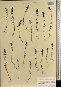 Зубчатка обыкновенная Moench, Монголия (MONG) (Монголия)