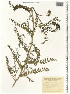 Astragalus atropilosulus, Африка (AFR) (Эфиопия)