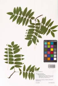 Рябина обыкновенная L., Восточная Европа, Центральный лесостепной район (E6) (Россия)