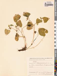 Фиалка, Сибирь, Чукотка и Камчатка (S7) (Россия)