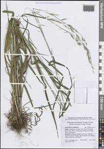 Костер Бенекена (Lange) Trimen, Западная Европа (EUR) (Испания)