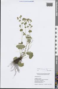 Манжетка сарматская Juz., Восточная Европа, Центральный район (E4) (Россия)