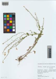 KUZ 005 519, Сурепка дуговидная (Opiz ex J.Presl & C.Presl) Rchb., Сибирь, Алтай и Саяны (S2) (Россия)