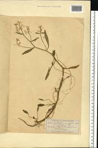 Жерушник земноводный (L.) Besser, Восточная Европа, Московская область и Москва (E4a) (Россия)