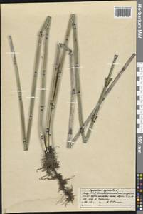 Хвощ зимующий L., Восточная Европа, Средневолжский район (E8) (Россия)