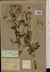 Пижма девичьелистная (Willd.) Sch.Bip., Кавказ (без точных местонахождений) (K0)