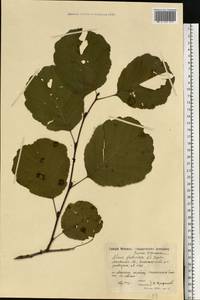 Ольха клейкая, Ольха черная (L.) Gaertn., Восточная Европа, Московская область и Москва (E4a) (Россия)