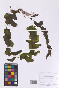 Рдест пронзеннолистный, Рдест стеблеобъемлющий L., Восточная Европа, Московская область и Москва (E4a) (Россия)