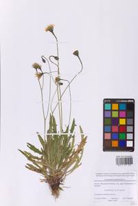 Scorzoneroides autumnalis subsp. autumnalis, Восточная Европа, Московская область и Москва (E4a) (Россия)