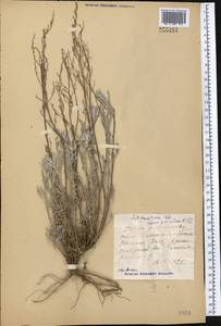 Artemisia maritima subsp. maritima, Средняя Азия и Казахстан, Муюнкумы, Прибалхашье и Бетпак-Дала (M9) (Казахстан)