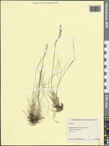 Овсяница, Кавказ, Армения (K5) (Армения)