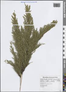 Микробиота перекрестнопарная Kom., Сибирь, Дальний Восток (S6) (Россия)