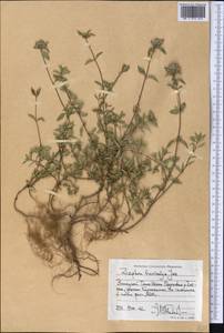 Зизифора пахучковидная Lam., Средняя Азия и Казахстан, Западный Тянь-Шань и Каратау (M3) (Киргизия)