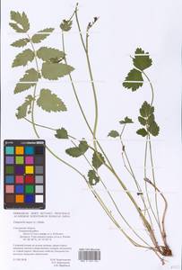 Бедренец большой (L.) Huds., Восточная Европа, Западный район (E3) (Россия)