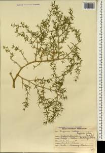 Fagonia indica Burm. fil., Зарубежная Азия (ASIA) (Индия)