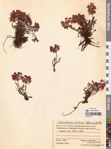 Мытник прелестный Adams ex Steven, Сибирь, Чукотка и Камчатка (S7) (Россия)