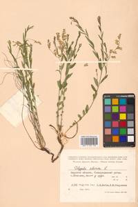 Истод сибирский L., Сибирь, Дальний Восток (S6) (Россия)