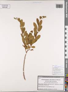 Хамедафна обыкновенная, Болотный мирт (L.) Moench, Восточная Европа, Белоруссия (E3a) (Белоруссия)