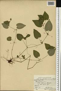 Viola ×kiliensis E. H. L. Krause, Восточная Европа, Латвия (E2b) (Латвия)