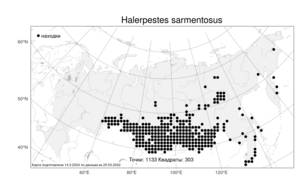 Halerpestes sarmentosus, Ползунок отпрысковый (Adams) Kom., Атлас флоры России (FLORUS) (Россия)