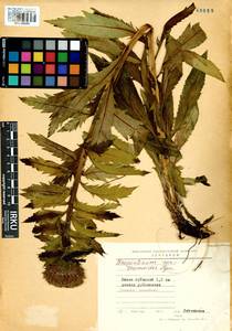 Rhaponticum carthamoides subsp. carthamoides, Сибирь, Прибайкалье и Забайкалье (S4) (Россия)