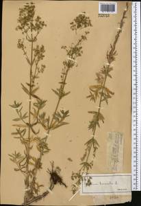 Подмаренник северный L., Средняя Азия и Казахстан, Джунгарский Алатау и Тарбагатай (M5) (Казахстан)