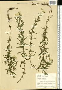 Achillea ptarmica subsp. ptarmica, Восточная Европа, Центральный район (E4) (Россия)