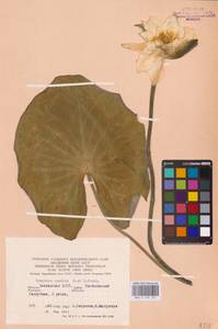 Кувшинка белоснежная C.Presl, Восточная Европа, Восточный район (E10) (Россия)