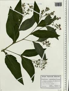 Symphytum ×uplandicum Nyman, Восточная Европа, Центральный лесостепной район (E6) (Россия)