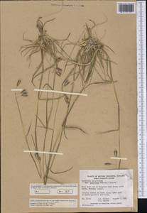 Danthonia californica Bol., Америка (AMER) (Канада)