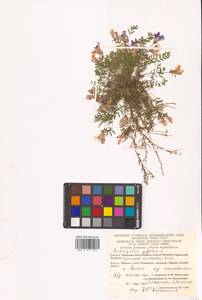 Астрагал альпийский L., Сибирь, Чукотка и Камчатка (S7) (Россия)