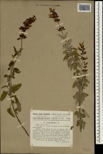 Salvia fruticosa Mill., Зарубежная Азия (ASIA) (Израиль)