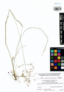 Poa pratensis subsp. pratensis, Сибирь, Прибайкалье и Забайкалье (S4) (Россия)