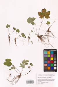 Таволга камчатская (Pall.) Maxim., Сибирь, Дальний Восток (S6) (Россия)