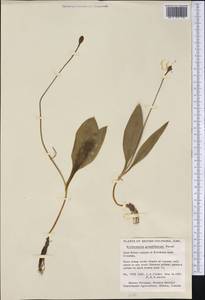 Erythronium grandiflorum Pursh, Америка (AMER) (Канада)