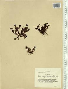 Камнеломка супротивнолистная L., Сибирь, Алтай и Саяны (S2) (Россия)