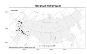 Geranium bohemicum, Герань богемская L., Атлас флоры России (FLORUS) (Россия)