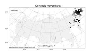 Oxytropis maydelliana, Остролодочник Майделя Trautv., Атлас флоры России (FLORUS) (Россия)