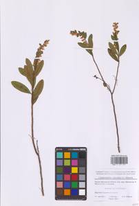 Хамедафна обыкновенная, Болотный мирт (L.) Moench, Восточная Европа, Московская область и Москва (E4a) (Россия)