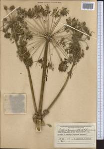 Дудник низбегающий, Дягиль низбегающий (Ledeb.) B.Fedtsch., Средняя Азия и Казахстан, Западный Тянь-Шань и Каратау (M3) (Киргизия)